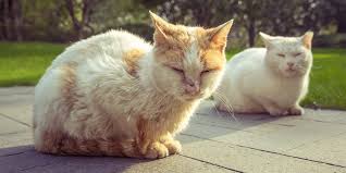 images 8