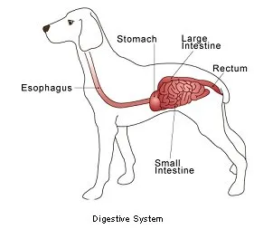 intestino