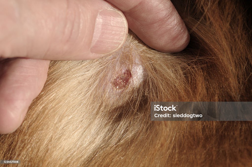 istockphoto 123457008 1024x1024 1