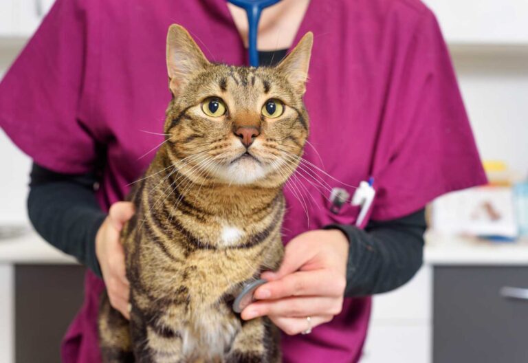Conoscere il comportamento del gatto serve a instaurare un rapporto empatico che permette a tutto lo staff di effettuare una visita più completa possibile.
