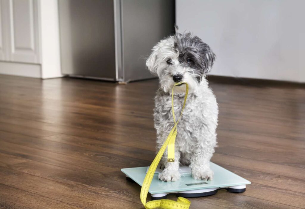 Consequenze di sterilizzazione e castrazione in animali, gestibili con alimentazione corretta