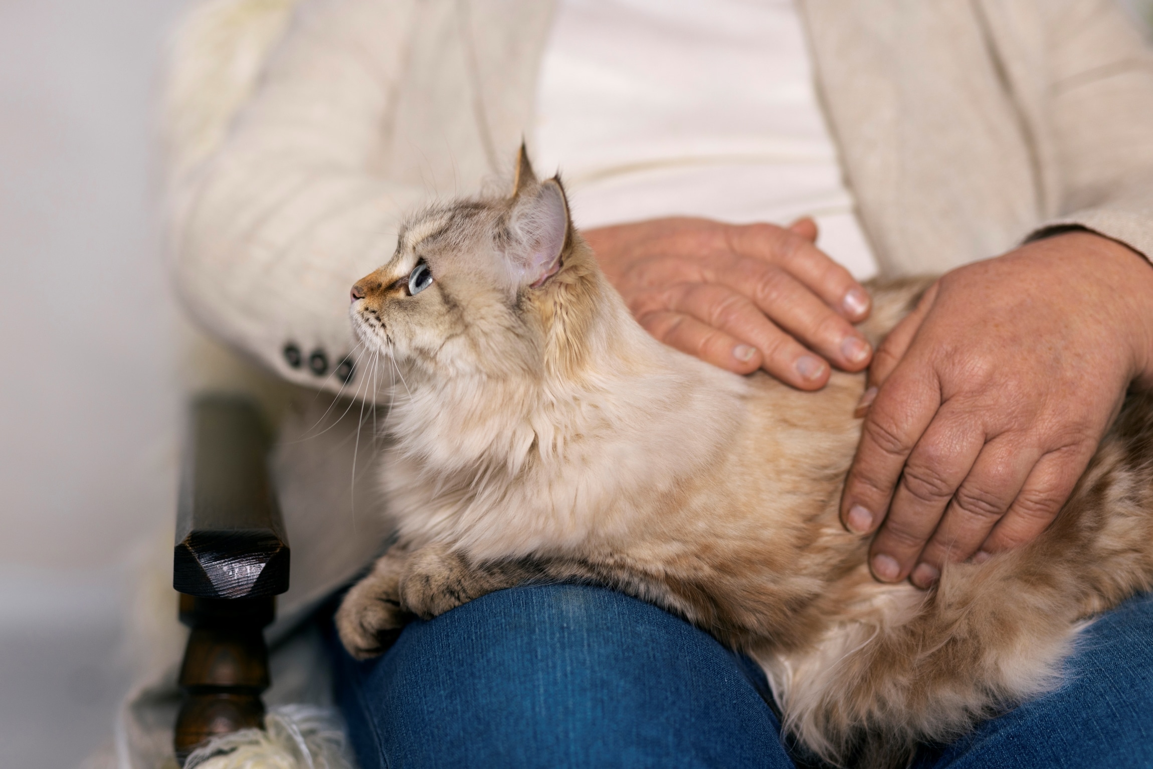 owner brushing cute cat front view