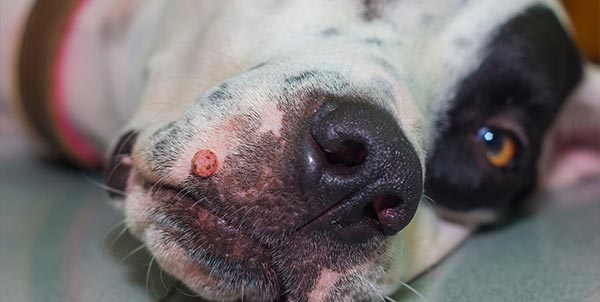 papilloma cutaneo 1