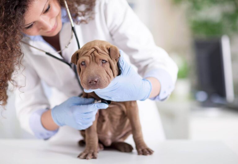 Il Parvovirus Canino è pericoloso per cuccioli e cani non vaccinati