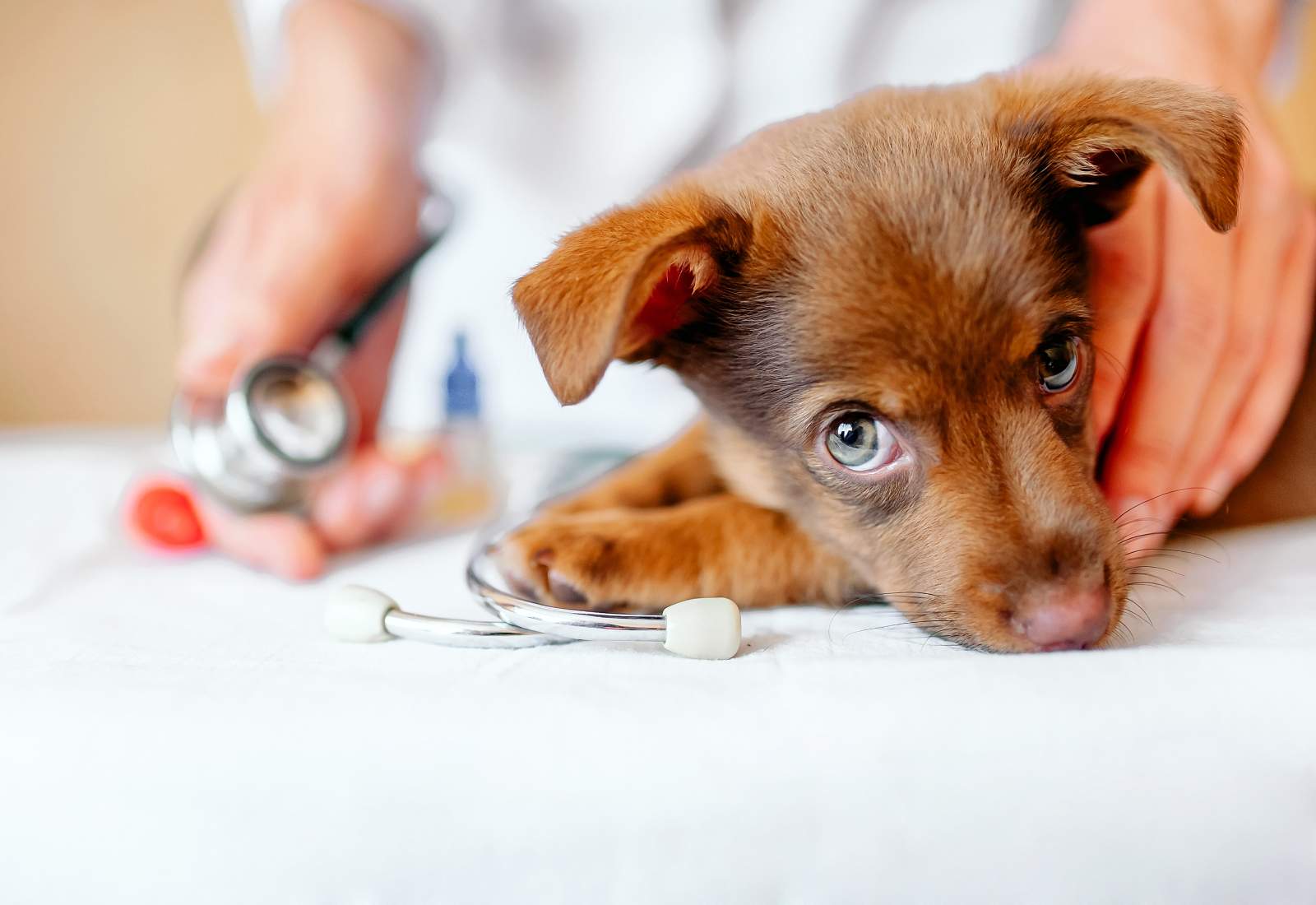 La pediatria veterinaria ha fatto passi da gigante negli ultimi cento anni. La gestione dei vaccini è fondamentale per evitare la diffusione dei virus.