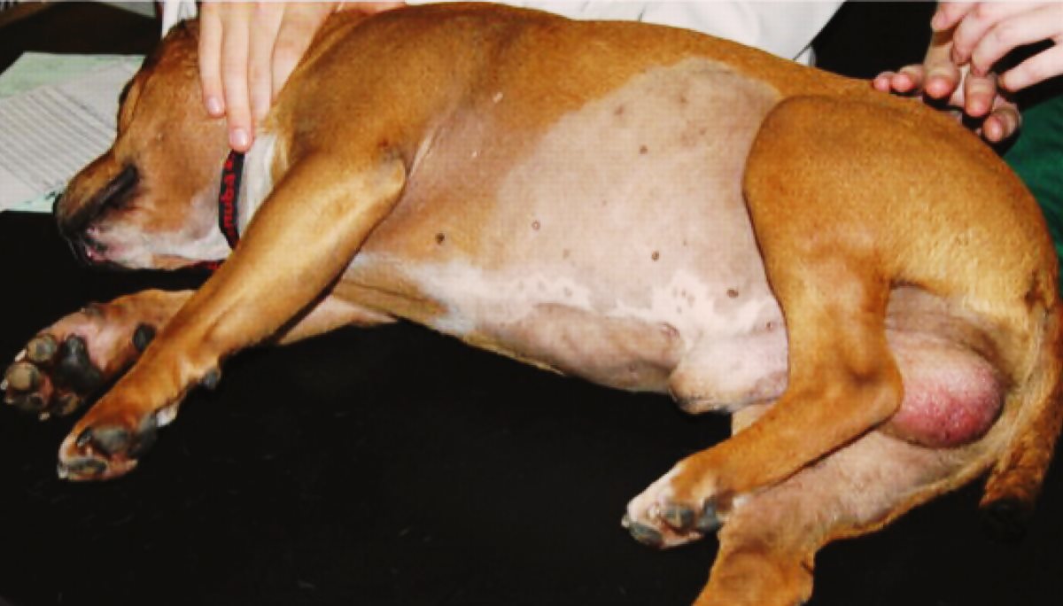 perche il cane ha i testicoli gonfi 3 1