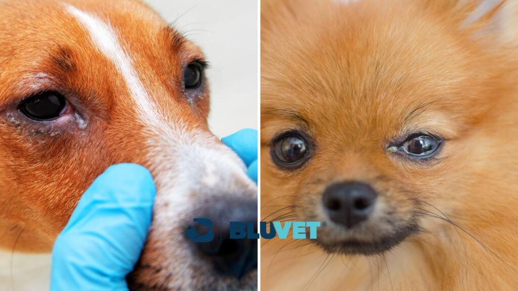 possibile congiuntivite nel cane 1024x576 1 1