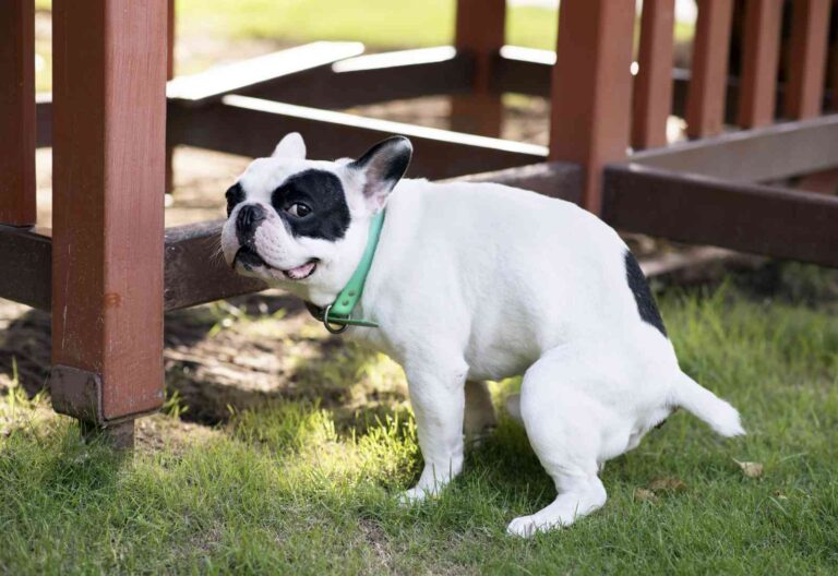 problemi gastroenterici cane la repubblica degli animali 1