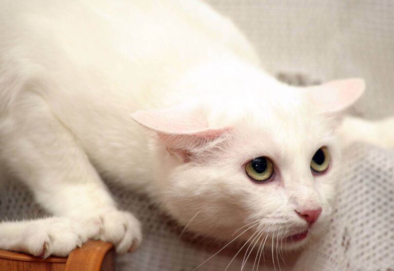 Riflettere sul comportamento del gatto prima di punirlo fisicamente.