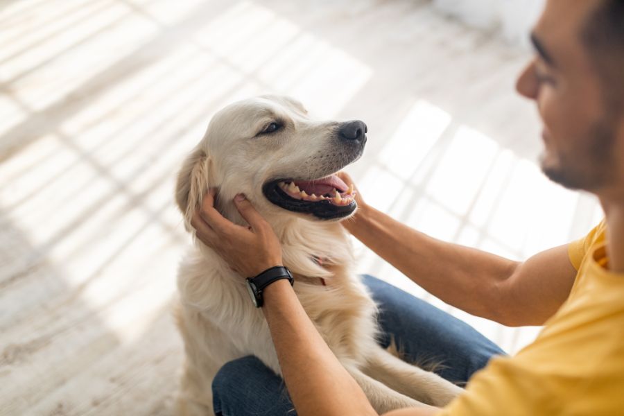 ragazzo accarezza cane dopo 48 ore antiparassitario