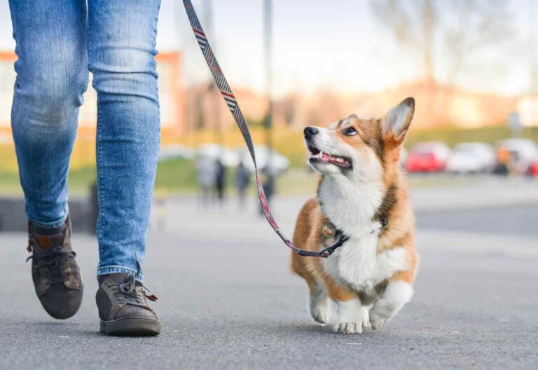 Corso formativo sull’educazione canina organizzato dall’Ordine dei Medici Veterinari di Roma