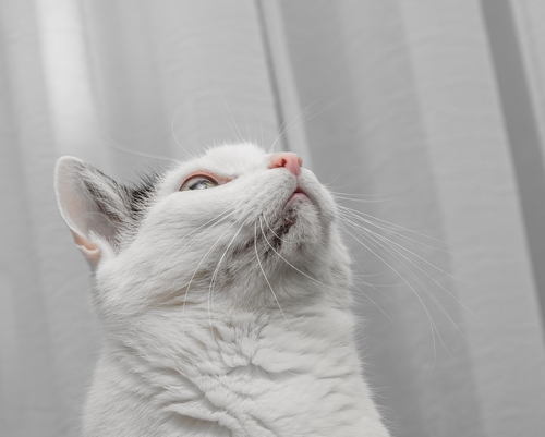 shutterstock 2543257217 1