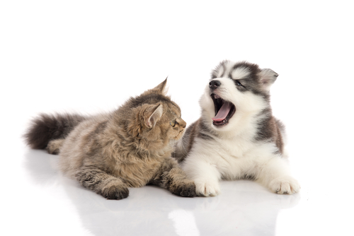 shutterstock 315991211 1
