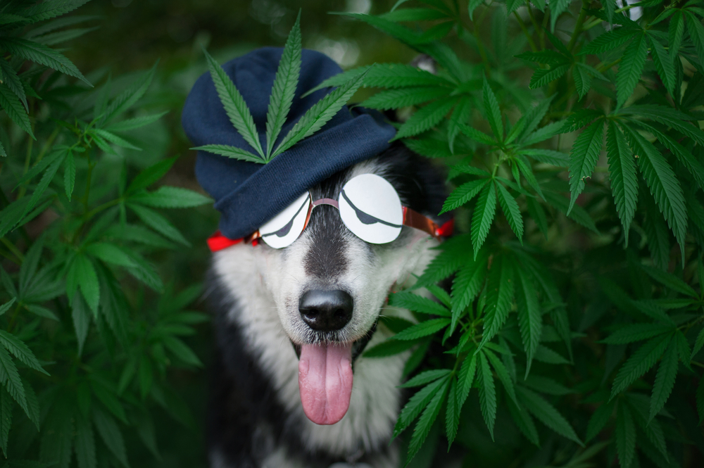 shutterstock 676868947 1