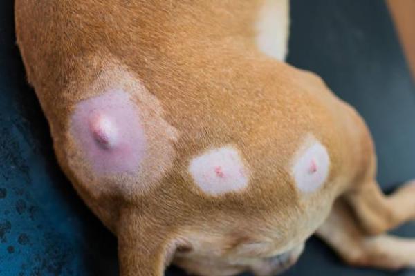 sintomi della cisti sebacea nel cane 4397 2 600