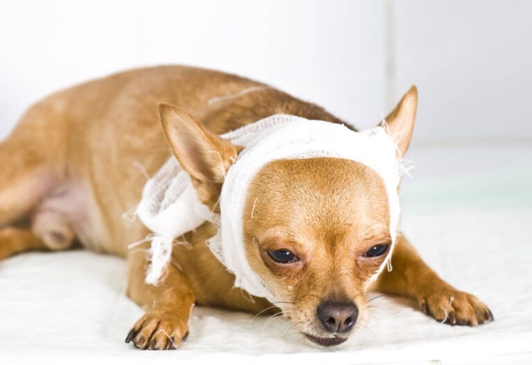 small animal coma scale 1