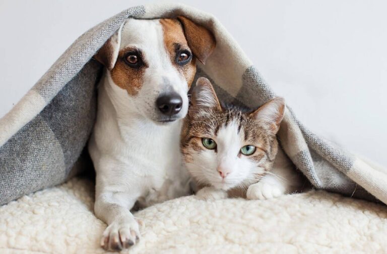 Cane e gatto si accoccolano insieme sotto una coperta grigia, esprimendo amicizia
