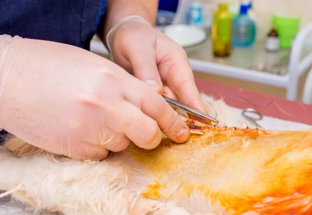 Cyrill Poncet, diplomato all'Eucvs, spiega i rischi della sterilizzazione di cani e gatti, basandosi su studi clinici pubblicati e validati.