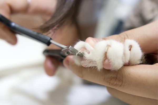 tagliare le unghie al gatto