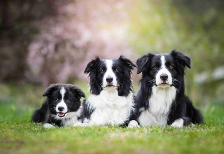 La selezione delle razze ha influenzato la struttura cerebrale dei cani.