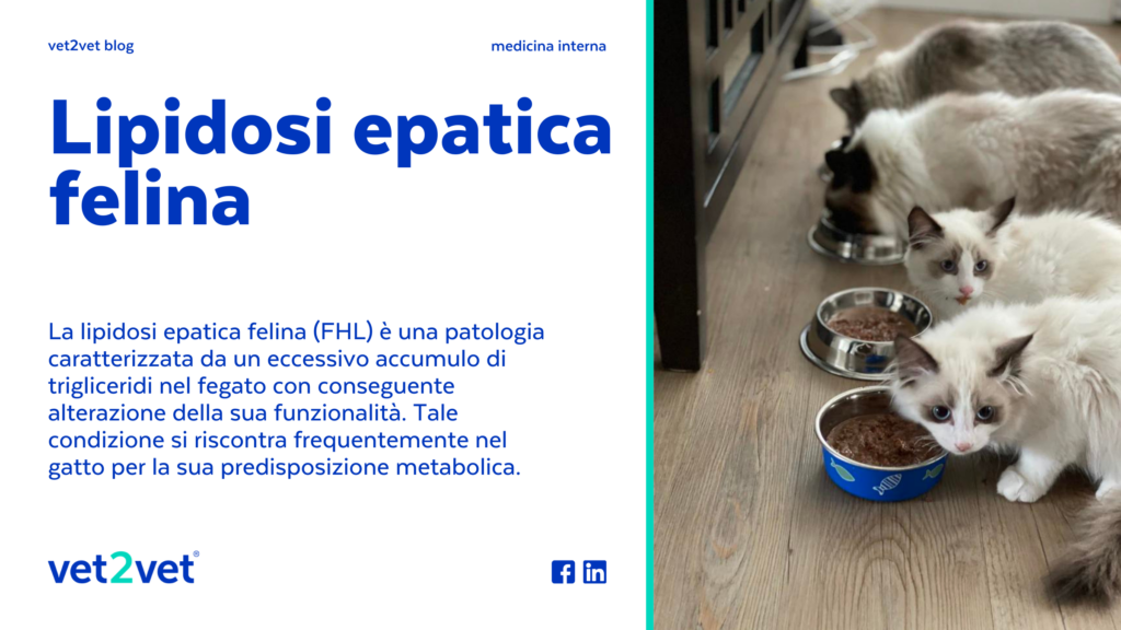 vet2vet blog lipidosi epatica