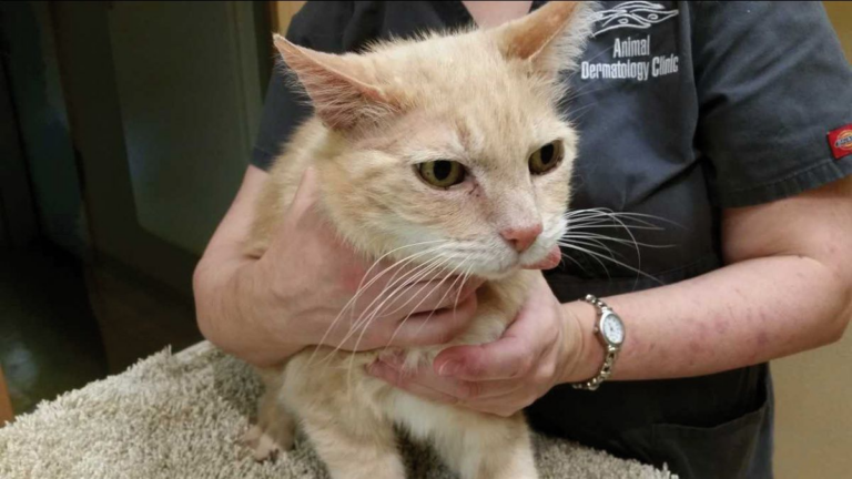 vf feline miliary dermatitis 95 800